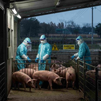 compressed_image-420x420